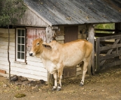 A welcoming herd of Brahma cows on our arrival at Branell Homestead