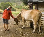 A welcoming herd of Brahma cows on our arrival at Branell Homestead