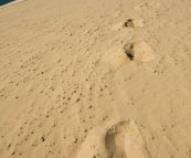 Carlo Sand Blow at Rainbow Beach