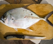 A nice sized trevally from the reef below Point Arkwright