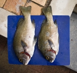 A couple of nice Sweetlip from the reef in front of our house