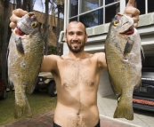 A couple of nice Sweetlip from the reef in front of our house