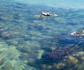 Randy waiting for a wave at Tea Tree Bay