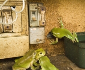 Green Tree Frogs in the electrical box!