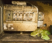 Green Tree Frogs in the electrical box!