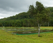 The Red Claw ponds on Andy and Allyson\'s farm