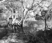 Poona Lake in Great Sandy National Park