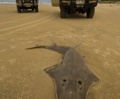 Bessie and The Tank next to a dead Shovelnose Ray