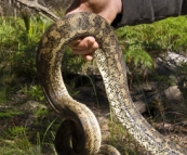 Chris with a Carpet Python on the inland track from Lake Boomanjin