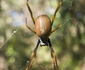 An Orb Spider on the way to the Wungul Sandblow