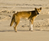 A lone Dingo on the beach near Waddy Point