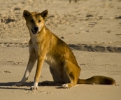 A lone Dingo on the beach near Waddy Point