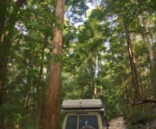 The Tank amidst the towering trees of Pile Valley