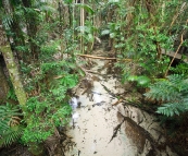 Supremely clear Wanggolba Creek (hard to even see the water!)