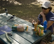 Lunch at Cania Gorge with the Pied Butcherbirds