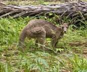 A male kangaroo munching beside Carnarvon Creek