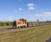 A train hauling cane to the mill