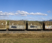 A train hauling cane to the mill