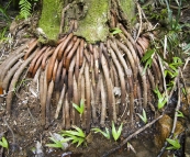 Crazy roots in Finch Hatton Gorge