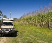 The Tank next to towering sugar cane on the way to Airlie Beach