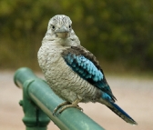 A beautiful (and quite friendly) Eastern Blue-Winged Kookaburra