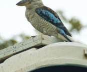 A beautiful (and quite friendly) Eastern Blue-Winged Kookaburra