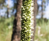 Native plants in bloom near Wallaman Falls