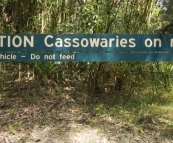 qOur first sign of Cassowaries in Girringun National Park