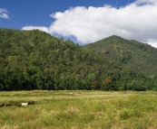 Picturesque cattle station on the way into Murray Falls