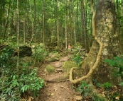 The hiking trail to the top of Murray Falls