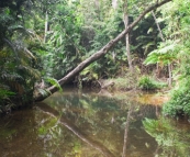 Picturesque Lacey Creek near Mission Beach