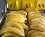 Grabbing some fresh fruit from one of the many roadside stands