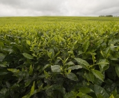 Nerada tea plantations near Malanda