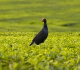 Swamp Hen walking on top of the tea plantations at Nerada