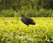 Swamp Hen walking on top of the tea plantations at Nerada