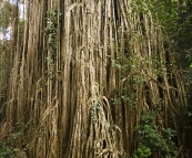 The Curtain Fig Tree in Curtain Fig National Park
