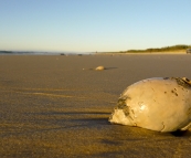 The beach in front of Wongai