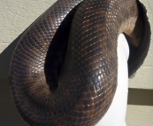 A python making its home in the Dundaburra campground toilet block!