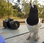 Lunch at Cania Gorge with the Pied Butcherbirds