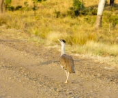 Australian Bustards in the early morning on the way into Carnarvon Gorge