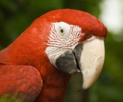 The Singapore Zoo: Scarlet Macaw