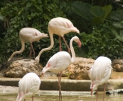 The Singapore Zoo: Flamingos