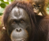 The Singapore Zoo: Orangutan mother and baby