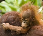 The Singapore Zoo: Orangutan baby