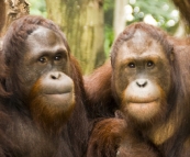 The Singapore Zoo: Orangutans