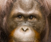 The Singapore Zoo: Orangutan