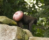 The Singapore Zoo: Crested Macaque