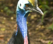 The Singapore Zoo: Cassowary