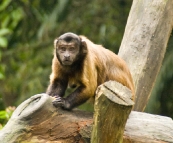 The Singapore Zoo: Capuchin Monkey