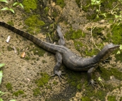 The Singapore Zoo: a native Singaporean water monitor found its way into one of the monkey exhibits